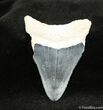 Inch Bone Valley Megalodon Tooth #970-1